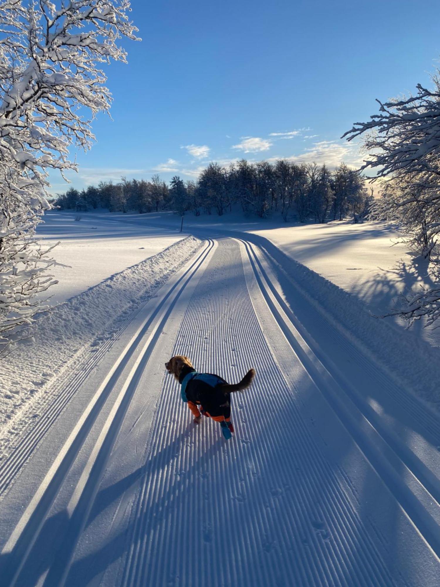 Koselig Familiehytte Pa Vakre Dagali - Naer Geilo Luaran gambar